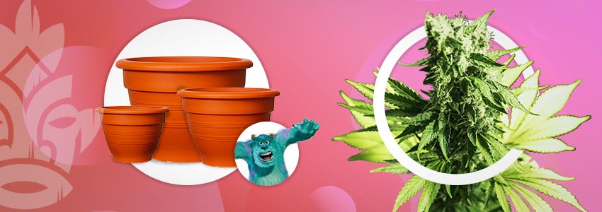 Grotere Potten Voor Monsterlijke Cannabisplanten
